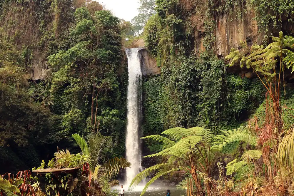Air terjun Coban Jahe di Jabung, Kabupaten Malang, dikelilingi tebing dan tanaman pakis