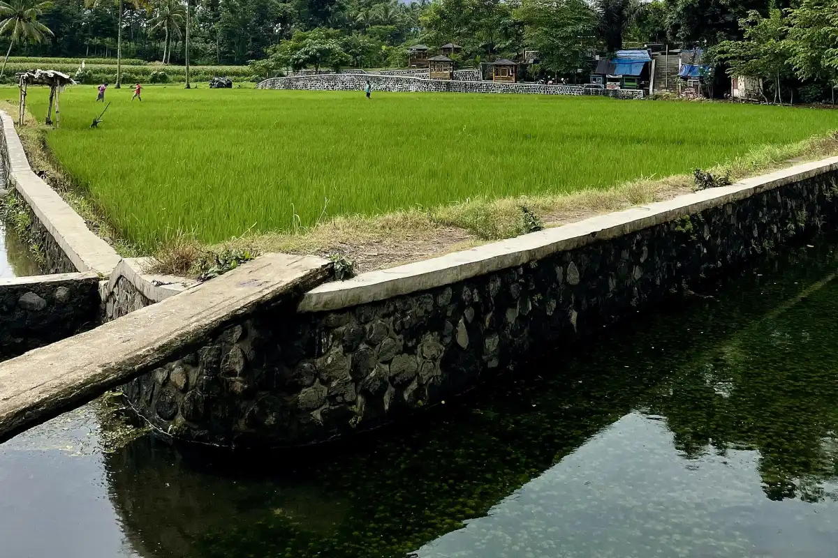 Aliran air jernih di kawasan Sumber Sira, Desa Putukrejo, bersebelahan dengan sawah hijau